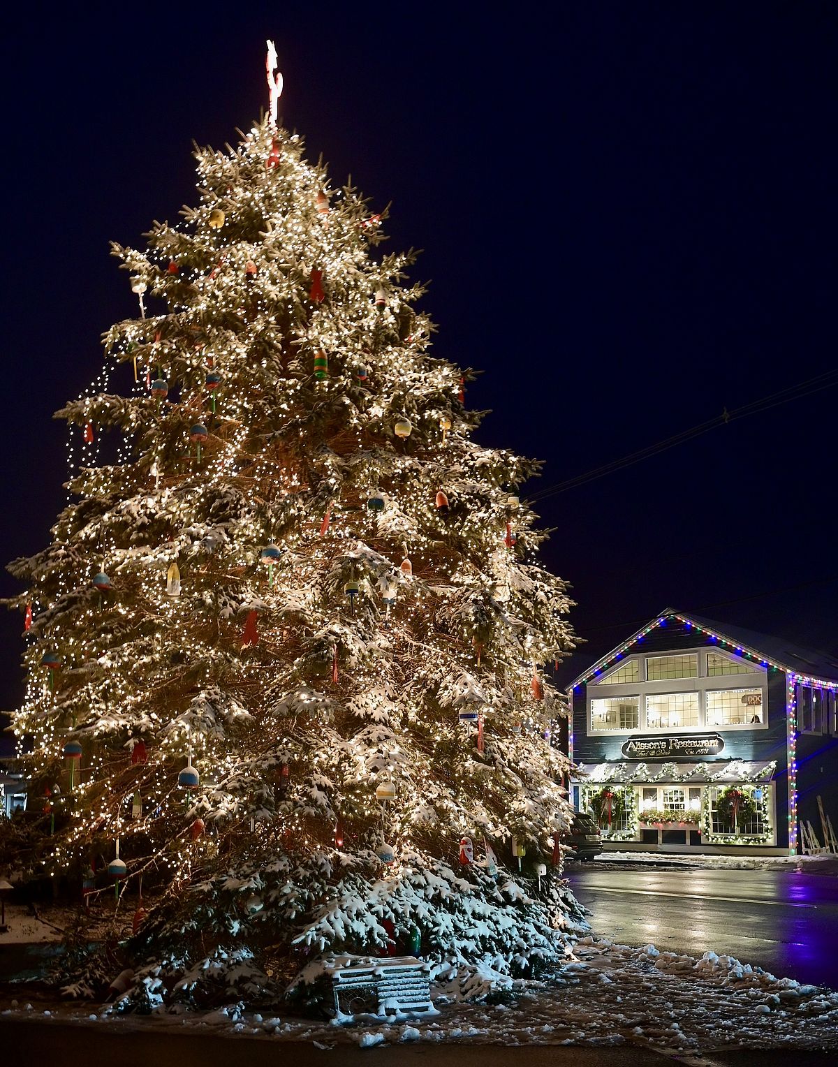 The Lovely Branches of the Dock Square Christmas Tree: Photo by Robert Dennis