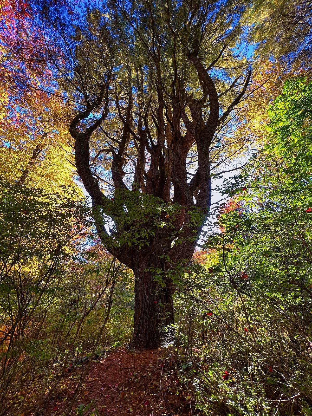 A Discovery of Beauty in the Forest: Photo by Juliann Lapierre